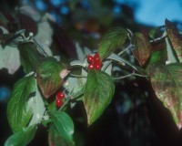 dogwood w berries.jpg